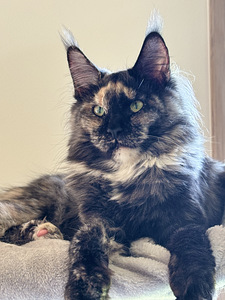 Maine Coon (4 foto / 4)