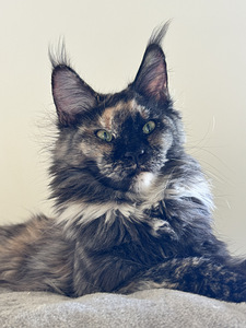 Maine Coon (1 foto / 4)