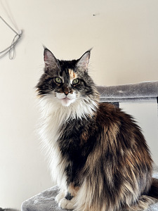 Maine coon emane (3 foto / 5)