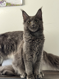 Maine coon 5 kuud (4 foto / 6)