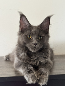 Maine coon 5 kuud (2 foto / 6)