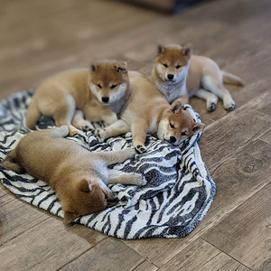 Shiba inu (1 foto / 9)