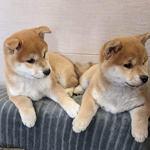 Shiba inu (2 foto / 9)