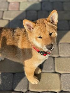 Shiba inu (5 foto / 9)