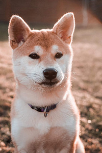Shiba inu (6 foto / 9)