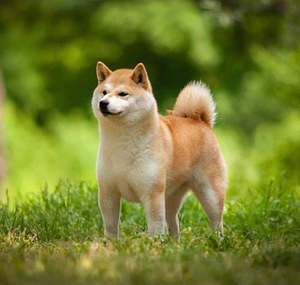 Shiba inu (10 foto / 10)