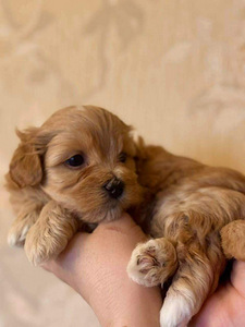 Havanese Bichon / Havanese (4 foto / 10)