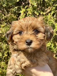 Havanese / Havanese Bichon (5 foto / 8)
