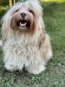 Havanese / Havanese Bichon (8 foto / 8)