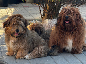 Havanna bichon (4 foto / 9)