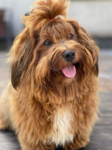 Havanna bichon (9 foto / 10)