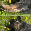 Для резервации щенки длинношёрстой немецкой овчарки (фото #5)