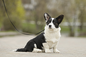 Welsh corgi kardigani kutsikad (3 foto / 5)