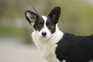 Welsh corgi kardigani kutsikad (5 foto / 5)