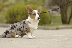 Welsh corgi kardigan bloomerl kutsikas (1 foto / 5)