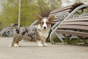 Welsh corgi kardigan bloomerl kutsikas (3 foto / 5)