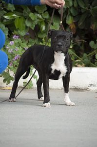 Staffordshire'i bullterjeri kutsikas (2 foto / 3)