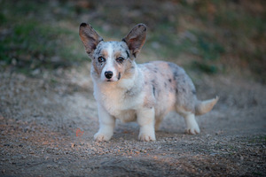 Welsh corgi kardigan kutsikatüdruk (2 foto / 3)