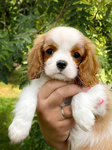 Imeilus tüdruk cavalier king Charles spanjel (3 foto / 4)