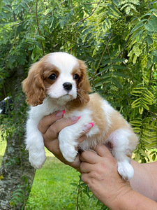 Imeilus tüdruk cavalier king Charles spanjel (4 foto / 4)