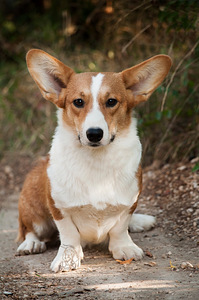 Welsh corgi poiss (4 foto / 5)