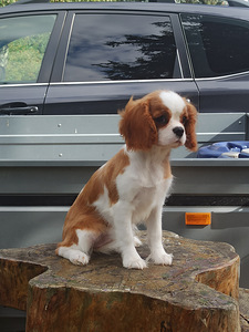 Imeilus tüdruk cavalier king Charles spanjel (5 foto / 7)