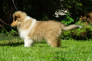 Pikakarvaline collie (2 foto / 10)