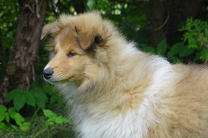 Pikakarvaline collie (3 foto / 10)