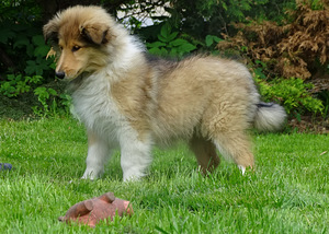 Pikakarvaline collie (7 foto / 10)