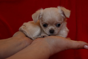 Pitkäkarvaiset chihuahuan pennut – tyttö ja poika (3 valokuva sivusta 9)