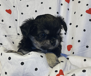 Pitkäkarvaiset chihuahuan pennut – tyttö ja poika (5 valokuva sivusta 9)