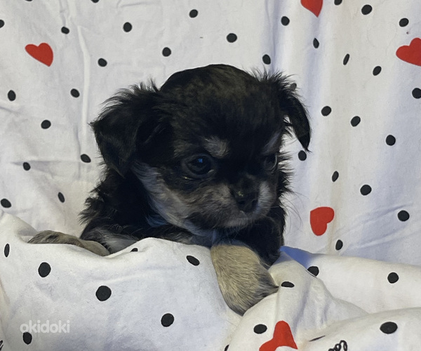 Pitkäkarvaiset chihuahuan pennut – tyttö ja poika