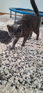Cat (3 valokuva sivusta 3)