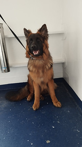 Dogsitter (1 valokuva sivusta 1)