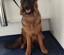 Dogsitter