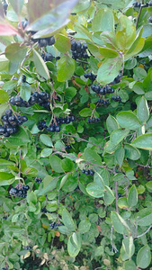 Aronia 5kg (2 valokuva sivusta 4)