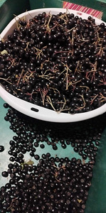 Aronia 5kg (3 valokuva sivusta 4)