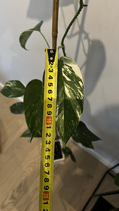 Epipremnum pinnatum White Variegated