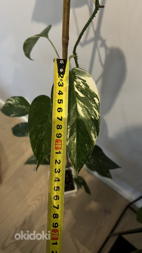 Epipremnum pinnatum White Variegated