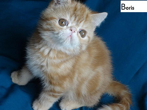 Экзотик котята (3 фото из 7)