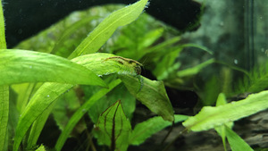 Austraalia Amano krevetid (Caridina Typus) (6 foto / 7)