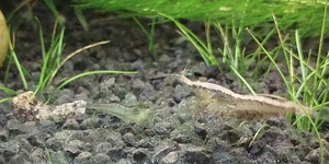 Austraalia Amano krevetid (Caridina Typus) (3 foto / 7)