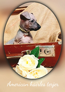 Amerikan hairless terjer (3 foto / 5)