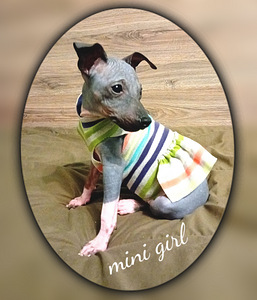 American hairless terjer (2 foto / 2)