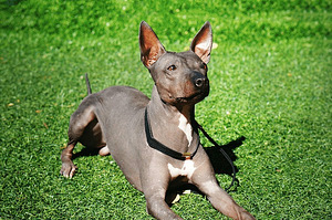 American naked terriers (1 foto / 4)