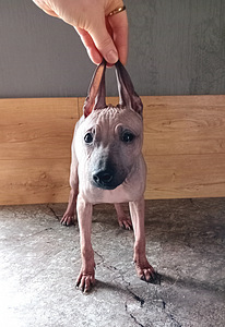 Naked dog (1 foto / 8)