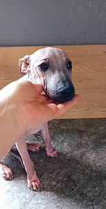 Naked dog (4 foto / 8)