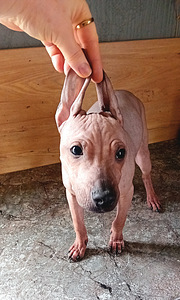Naked dog (6 foto / 8)