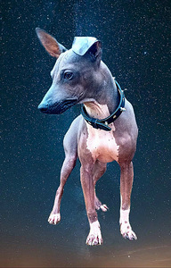 American hairless terjer (4 foto / 5)