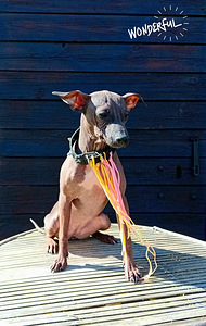 American hairless terjer (1 foto / 5)